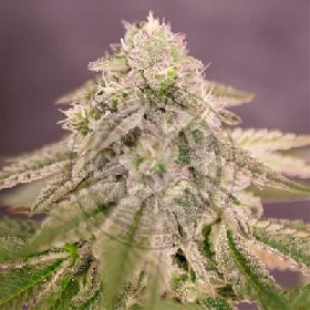 Bay Burger > Delicious Seeds